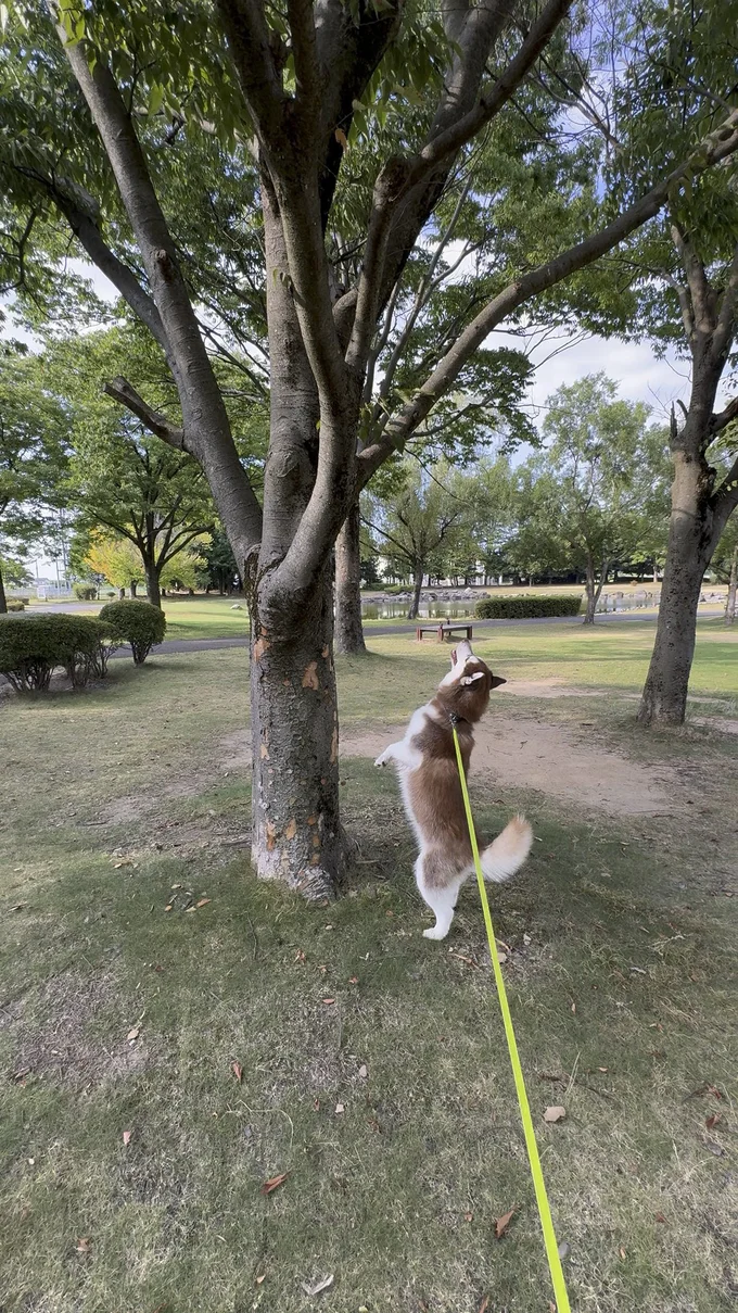 この木には犬を二本足にするパワーがある▶溢れ出るパワー(⇒次へ)