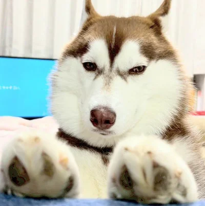 難しい表情のたこやきちゃん▶隣の小型犬を挑発するたこやきちゃんだけど…（⇒次へ）