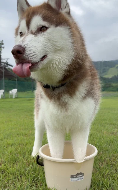 この体勢なので見られた小型犬も戸惑っていました▶フォトジェニック…（⇒次へ）