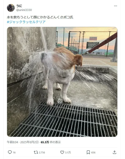 SNSで話題となったポコちゃんの投稿▶水を飲もうとして…予想外な姿になるポコちゃん（⇒次へ）