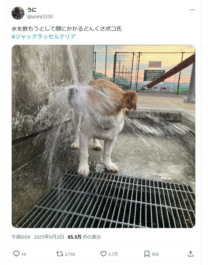 SNSで話題となったポコちゃんの投稿▶水を飲もうとして…予想外な姿になるポコちゃん（⇒次へ）