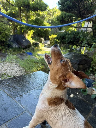 水が出てこない！？▶水ではなくホースと戦うポコちゃん②（⇒次へ）