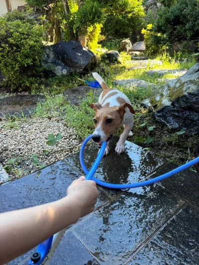 もっと水遊びしたーい！▶夏のお散歩は大変…（⇒次へ）