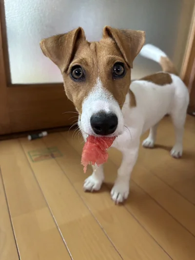 スイカを食べて、夏を満喫！▶病院でも大はしゃぎなポコちゃん（⇒次へ）