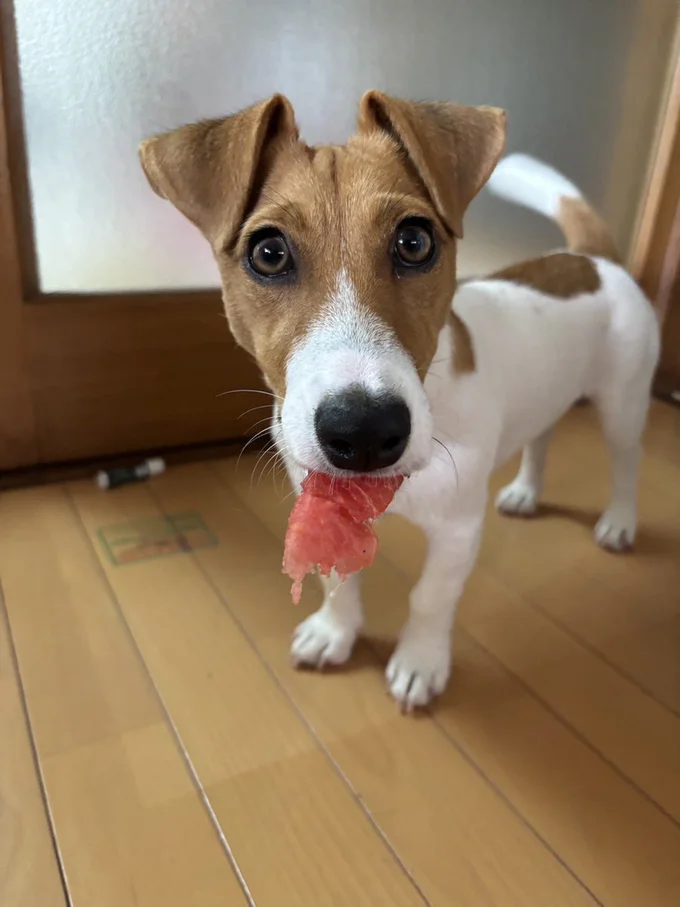 スイカを食べて、夏を満喫！▶病院でも大はしゃぎなポコちゃん（⇒次へ）