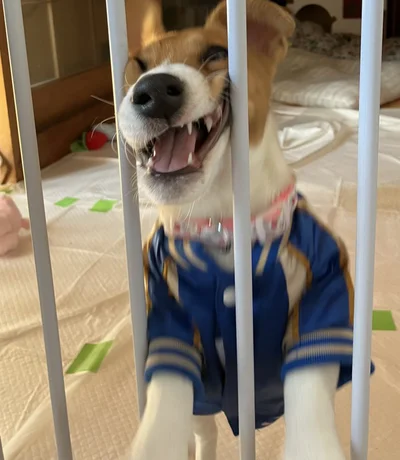 やんちゃな姿とのギャップがたまらない▶のびのび寝転ぶポコちゃん（⇒次へ）