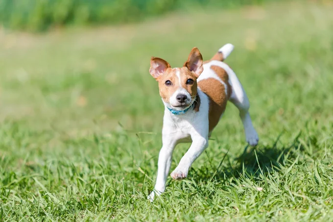 いつも元気な愛犬が残念なトラブルに遭遇⁉︎