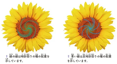 「フィボナッチ数列」と呼ばれる数列の一部