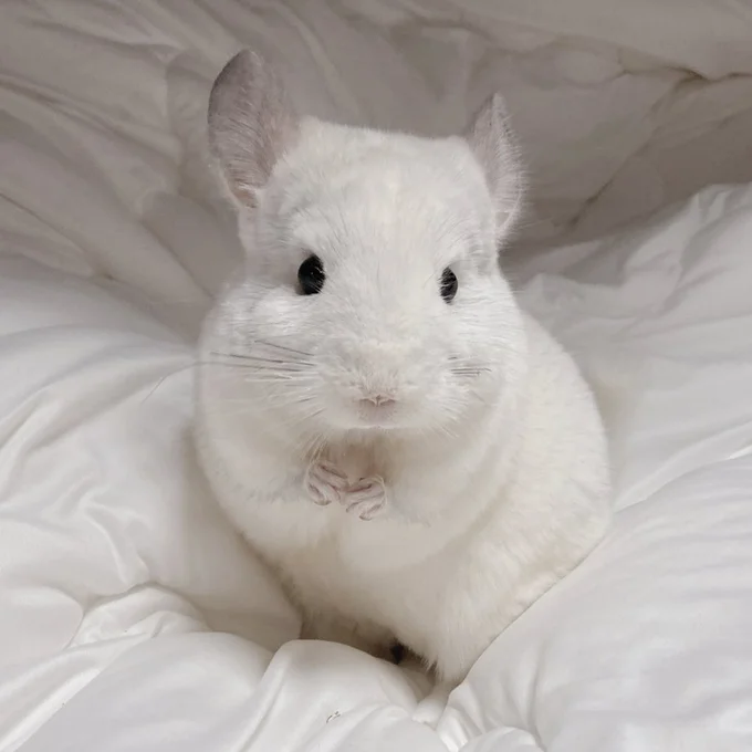 かわいいましゅくん▶双子のまろくんは、ちょっぴり反抗期気味（⇒次へ）