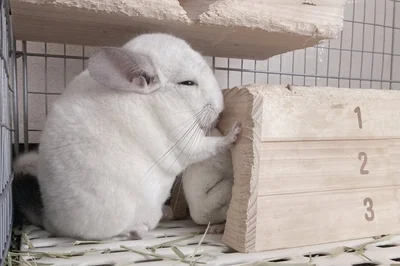 眠そうなおめめも可愛い！▶飼い主さんのSNSにはましゅくんの魅力がたっぷり！（⇒次へ）