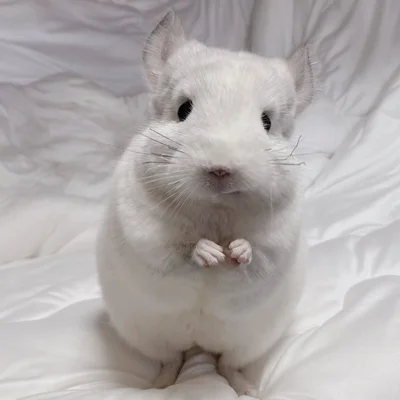 ワイルドな表情のましゅくん▶チンチラ双子は似ているかな？（⇒次へ）