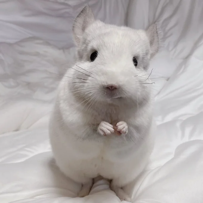 ワイルドな表情のましゅくん▶チンチラ双子は似ているかな？（⇒次へ）