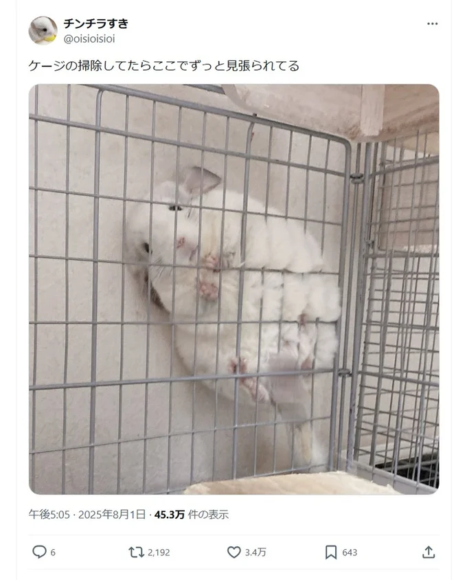 ケージの掃除してたらここでずっと見張られてる▶視線が真剣そのもの!(⇒次へ)