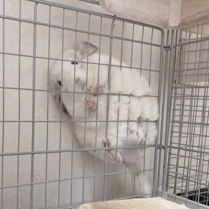 飼い主さんとしばらく見つめ合っていたそうです▶モフモフのおなかをつんつんすると…（⇒次へ）