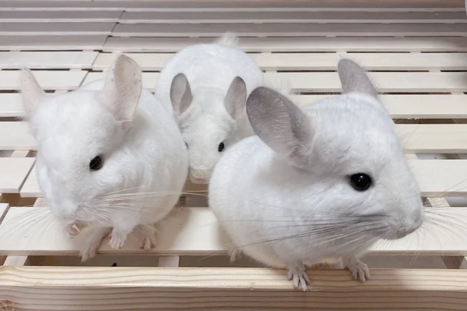 左からねずこちゃん、ましゅくん、まろくん▶表情豊かなましゅくん(⇒次へ)