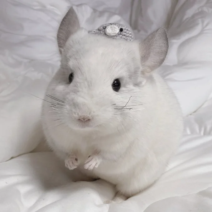 ニヤリ顔のましゅくん▶ぬいぐるみとも仲良し（⇒次へ）