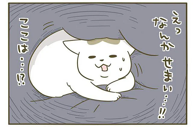寝起きドッキリ!? 「なんかせまい！」自分がどこにいるのかわからず戸惑う猫／うちの猫がまた変なことしてる。3（2）