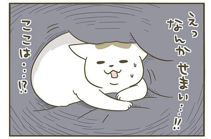 寝起きドッキリ!? 「なんかせまい！」自分がどこにいるのかわからず戸惑う猫／うちの猫がまた変なことしてる。3（2）