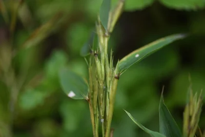 「竹の花」の謎 数十年に1度だけ咲き、数か月で枯れる理由とは