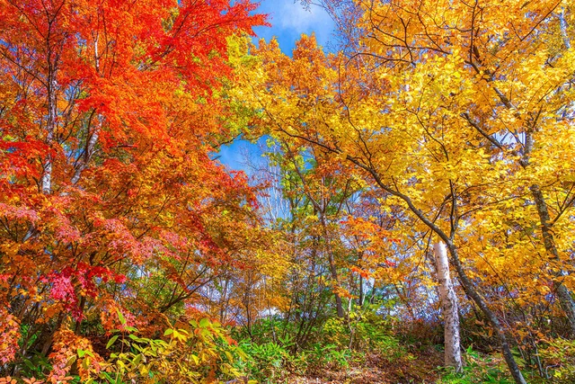 秋になると葉っぱの色が変わるのはなぜ？赤や黄色になるメカニズムとは