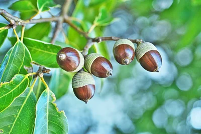 「どんぐり」という木は存在しないってホント!?
