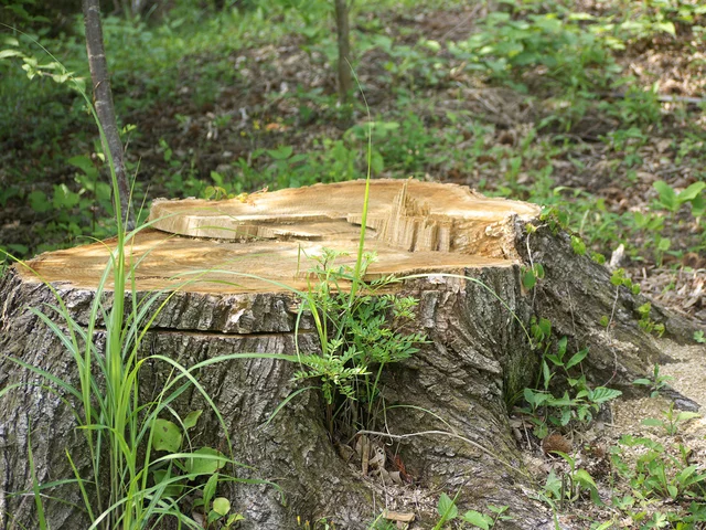 「切り株の年輪を見れば方角がわかる」はウソだった⁉