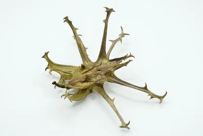 ライオンも負ける⁉ 「ライオンゴロシ」という名の生物の正体とは