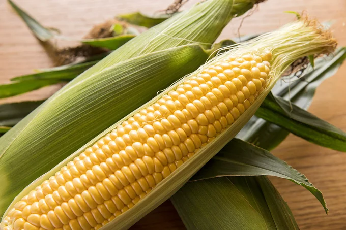 絶対に粒の数が偶数になるトウモロコシの謎