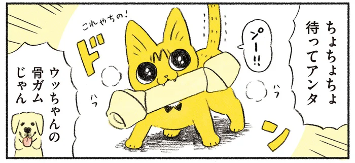 犬の骨ガムすら噛んじゃう！ 森羅万象自分のものだと思っている猫／茶トラのやっちゃん（8）