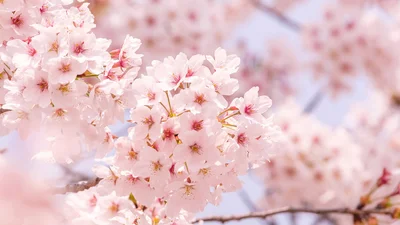 桜の開花は「ソメイヨシノ」が基準の理由とは