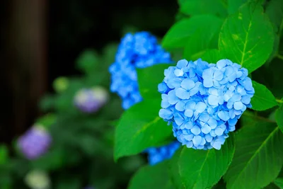 アジサイの花の色が変わるしくみとは？