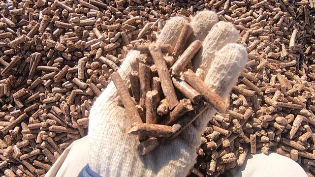 燃えるものなら何でもOKではない!? 生物資源を活用する「バイオマス発電」の課題