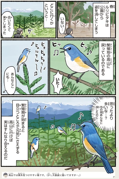 『まだまだ！意外と知らない鳥の生活』より
