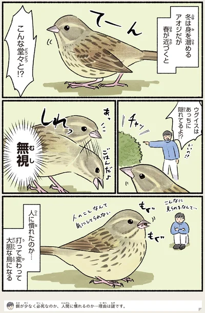 『まだまだ！意外と知らない鳥の生活』より