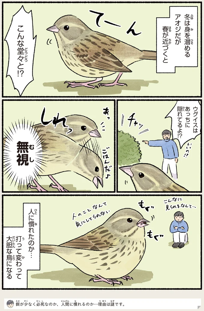 『まだまだ！意外と知らない鳥の生活』より