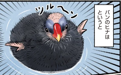 バンのヒナ