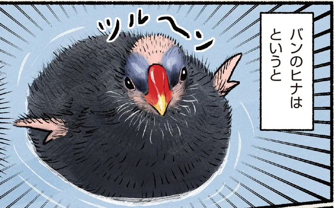 バンのヒナ