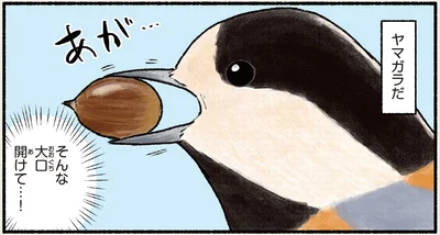 ヤマガラだ