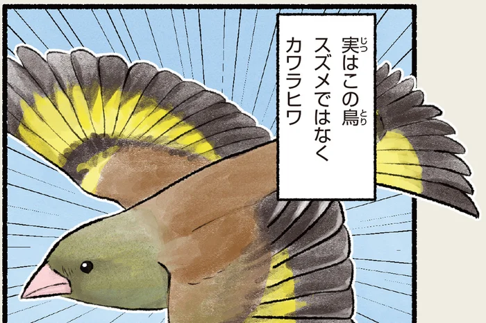 スズメじゃないよ！羽ばたいたら黄色い羽がキレイなカワラヒワ