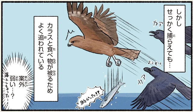 海辺で注意が必要だと思っていたトビ。あれ？案外弱かった！？