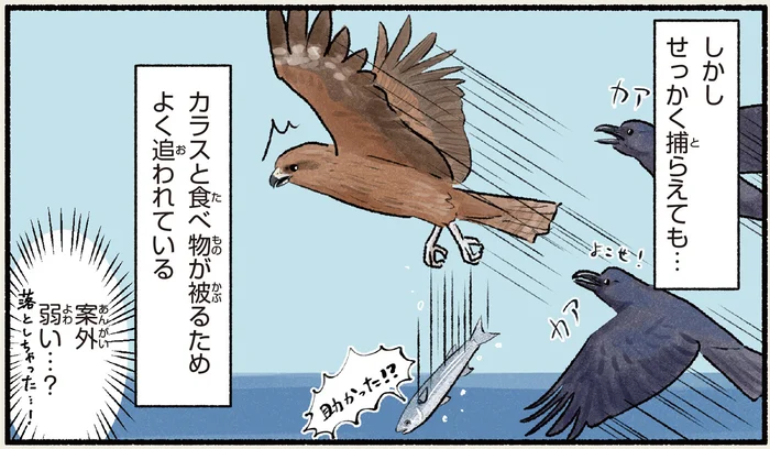 海辺で注意が必要だと思っていたトビ。あれ？案外弱かった！？