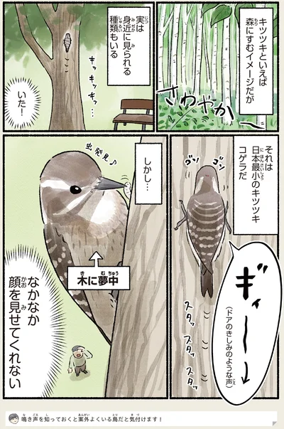 日本最小のキツツキ