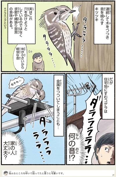 住宅地にすむコゲラ