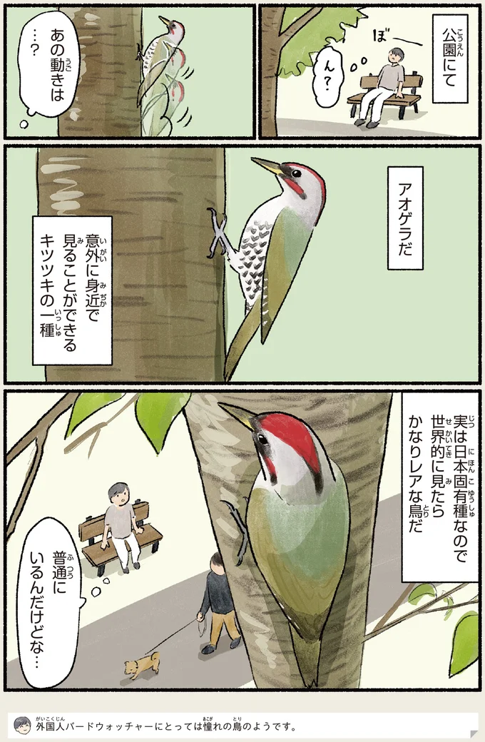 アオゲラだ