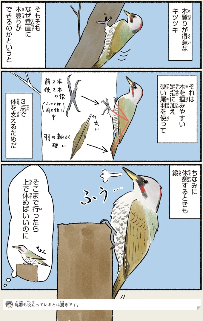 木登りが得意なキツツキ