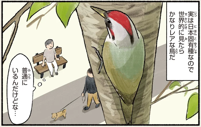 世界的でもレア！日本固有種の緑のキツツキ「アオゲラ」／まだまだ！意外と知らない鳥の生活（7）