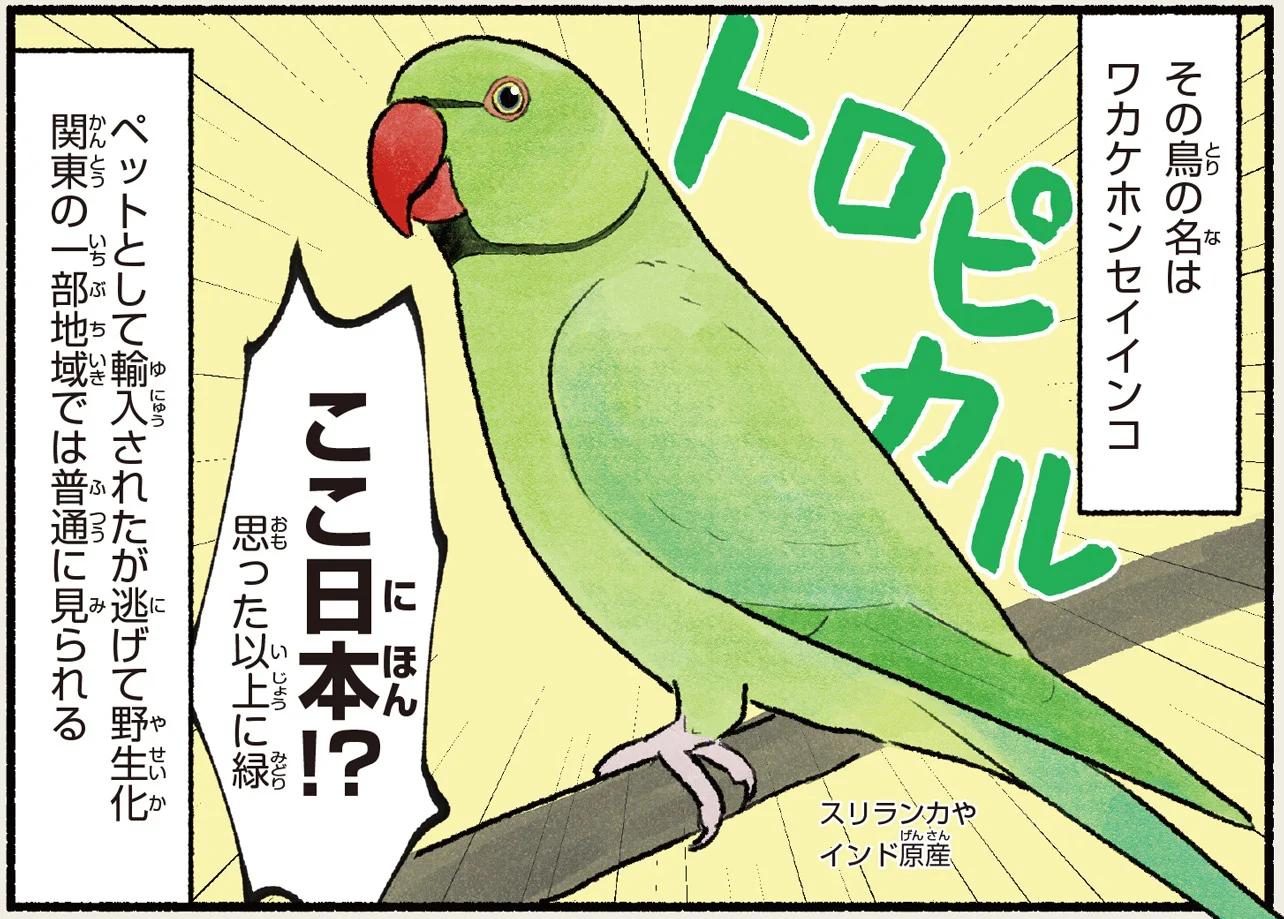 トロピカルなグリーンが目を引く、野生化したワカケホンセイインコ