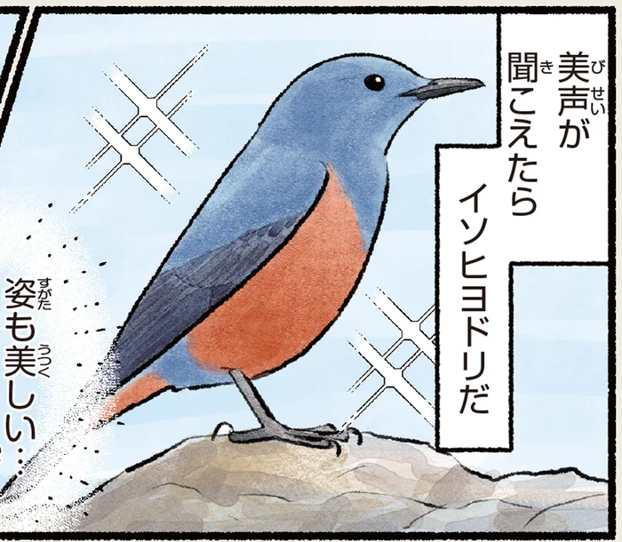 磯じゃなくても暮らせるの？美しい声を響かせるイソヒヨドリ／まだまだ！意外と知らない鳥の生活（10）