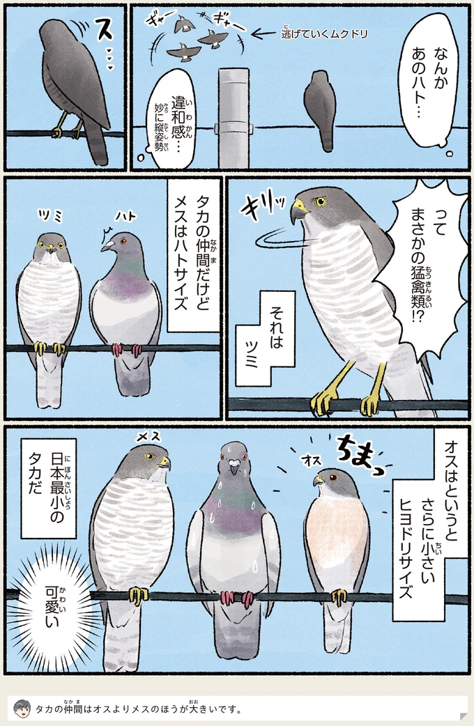 タカの仲間だけど