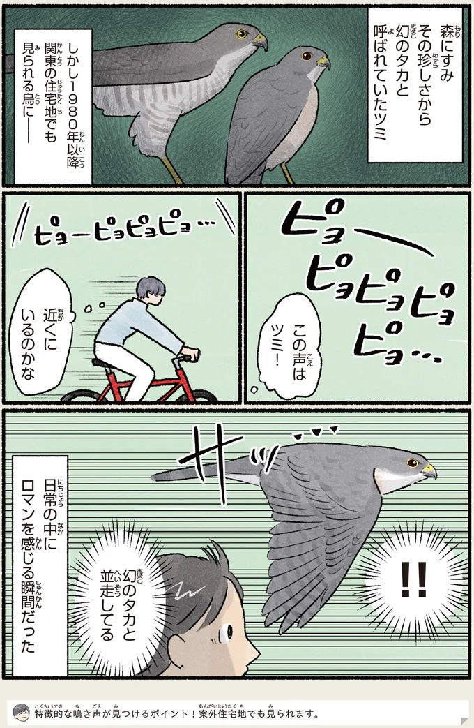 幻のタカと呼ばれていたツミ
